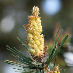 Pinus sylvestris L. (Pin sylvestre)