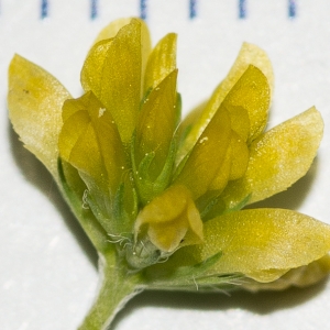 Trifolium filiforme subsp. minus (Sm.) Bonnier & Layens (Petit Trèfle jaune)