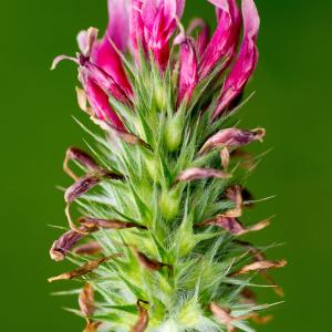 Trifolium incarnatum var. albiflorum Cariot & St.-Lag. (Trèfle de Molineri)