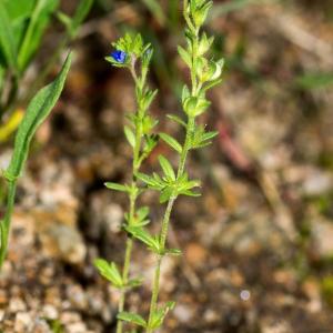 Photographie n°187426 du taxon Veronica dillenii Crantz [1769]