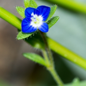 Photographie n°187429 du taxon Veronica dillenii Crantz [1769]