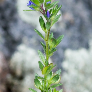 Photographie n°187432 du taxon Veronica dillenii Crantz [1769]