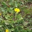  Bernard Andrieu - Crepis sancta subsp. nemausensis (Vill.) Babc. [1941]