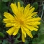  Bernard Andrieu - Crepis sancta subsp. nemausensis (Vill.) Babc. [1941]