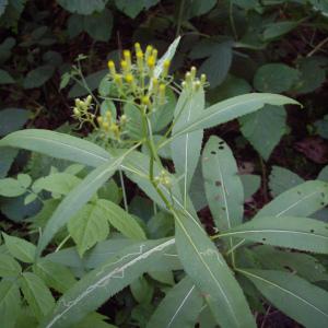  - Senecio ovatus subsp. ovatus