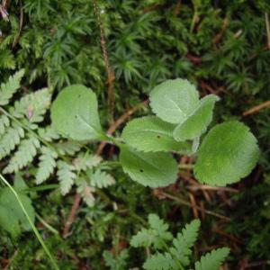 Photographie n°187469 du taxon Veronica officinalis L. [1753]