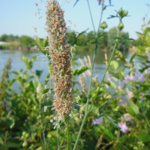  - Phleum pratense L.