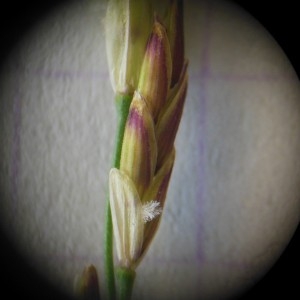 Glyceria maxima (Hartm.) Holmb. (Glycérie aquatique)