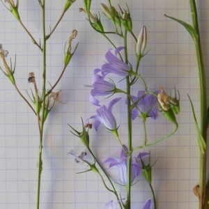 Photographie n°187492 du taxon Campanula rapunculus L.