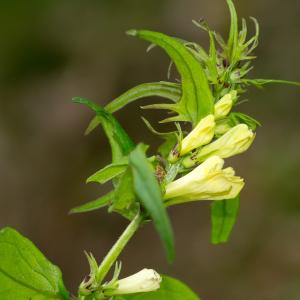 Photographie n°187504 du taxon Melampyrum pratense L.