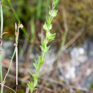 Photographie n°187509 du taxon Veronica dillenii Crantz [1769]