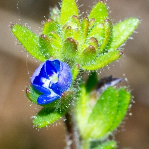 Photographie n°187510 du taxon Veronica dillenii Crantz [1769]