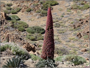 Pat Desnos, le 23 mai 2013 (38300 La Orotava, Santa Cruz de Tenerife, España (Caldeira du Teide))
