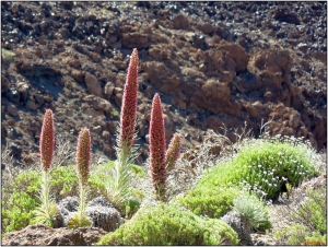 Pat Desnos, le 23 mai 2013 (38300 La Orotava, Santa Cruz de Tenerife, España (Caldeira du Teide))