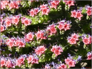 Pat Desnos, le 23 mai 2013 (38300 La Orotava, Santa Cruz de Tenerife, España (Caldeira du Teide))