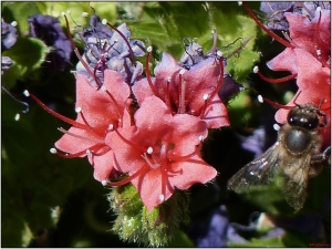 Pat Desnos, le 23 mai 2013 (38300 La Orotava, Santa Cruz de Tenerife, España (Caldeira du Teide))