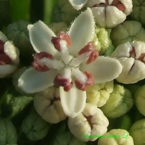 Sambucus herbacea Gilib. (Hièble)