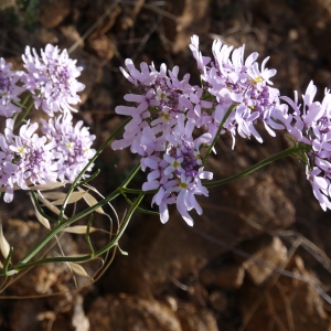 Photographie n°187536 du taxon Iberis linifolia L. [1759]