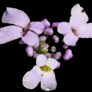 Photographie n°187538 du taxon Iberis linifolia L. [1759]