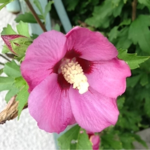 Photographie n°187545 du taxon Hibiscus syriacus L. [1753]