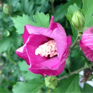 Photographie n°187547 du taxon Hibiscus syriacus L. [1753]