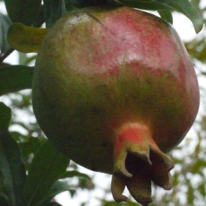 Photographie n°187568 du taxon Punica granatum L. [1753]
