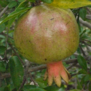 Photographie n°187572 du taxon Punica granatum L. [1753]