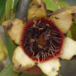 Photographie n°187573 du taxon Punica granatum L. [1753]