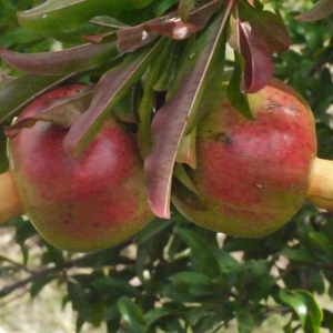 Photographie n°187574 du taxon Punica granatum L. [1753]