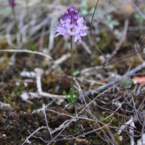 Photographie n°187575 du taxon Prospero autumnale (L.) Speta [1982]