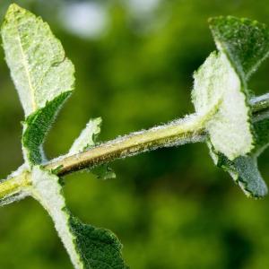 Photographie n°187614 du taxon Mentha suaveolens Ehrh. [1792]