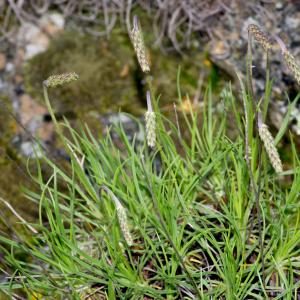 Photographie n°187625 du taxon Plantago holosteum Scop. [1771]