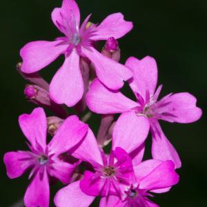 Photographie n°187627 du taxon Silene armeria L. [1753]