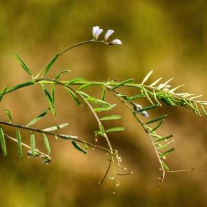 Photographie n°187638 du taxon Vicia hirsuta (L.) Gray [1821]