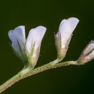 Vicia hirsuta var. leiocarpa (Moris) Rouy (Vesce hérissée)