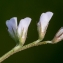  Jean-Jacques Houdré - Vicia hirsuta (L.) Gray [1821]