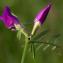  Jean-Jacques Houdré - Vicia sativa subsp. nigra (L.) Ehrh. [1780]