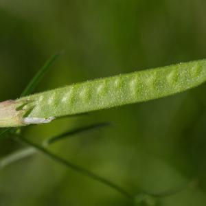 Photographie n°187650 du taxon Vicia sativa subsp. nigra (L.) Ehrh. [1780]