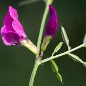 Vicia nemoralis (Pers.) Boreau (Vesce à feuilles étroites)