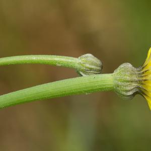  - Arnoseris minima (L.) Schweigg. & Körte