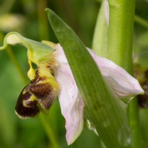 Photographie n°187679 du taxon Ophrys apifera Huds. [1762]