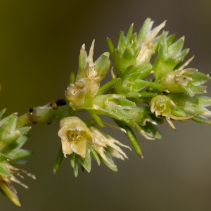 Photographie n°187687 du taxon Scleranthus annuus L. [1753]