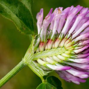 Photographie n°187692 du taxon Trifolium pratense L. [1753]