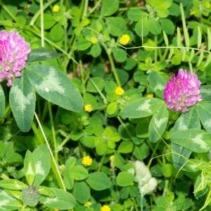 Photographie n°187693 du taxon Trifolium pratense L. [1753]