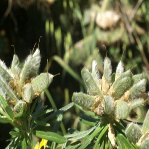 Photographie n°187704 du taxon Genista linifolia L. [1762]