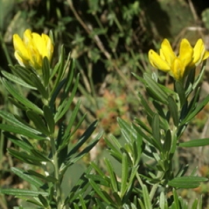 Teline linifolia (L.) Webb & Berthel. (Genêt à feuilles de lin)
