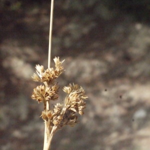  - Juncus effusus L. [1753]