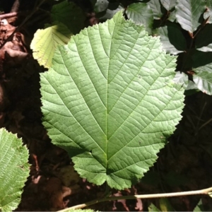 Photographie n°187739 du taxon Corylus avellana L. [1753]