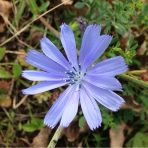 Photographie n°187742 du taxon Cichorium intybus L. [1753]