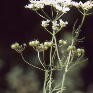 Photographie n°187754 du taxon Bifora radians M.Bieb. [1819]